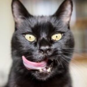 Photo de profil de Riricoco